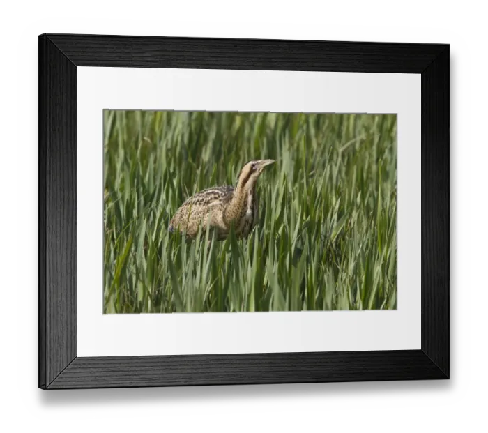 Framed Print : Bittern walking through young reed, April, Minsmere, Suffolk Framed Print : Bittern walking through young reed, April, Minsmere, Suffolk