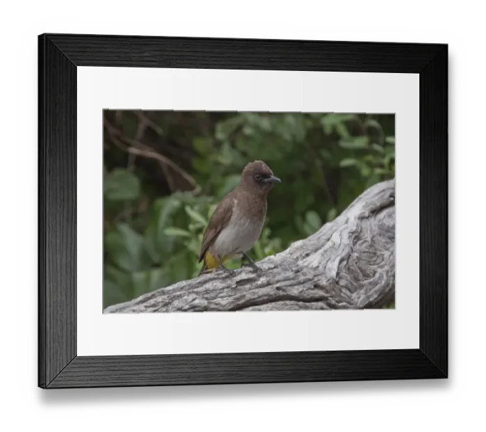 Framed Print : Dark capped Bulbul at Lebala Camp Botswana Framed Print : Dark capped Bulbul at Lebala Camp Botswana