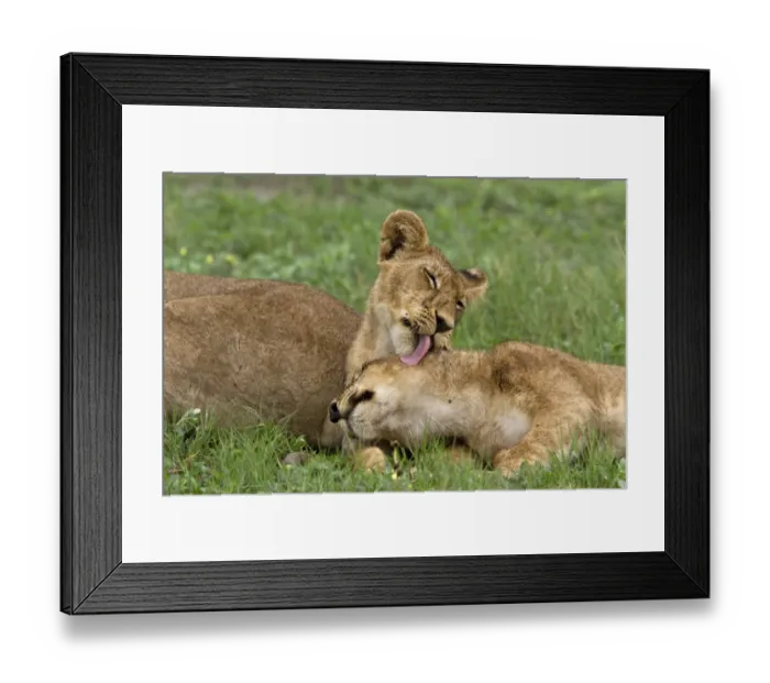 Framed Print : Two young African lion cubs lick each other Framed Print : Two young African lion cubs lick each other