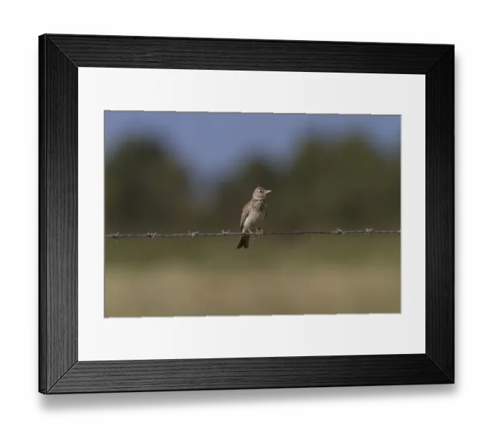 Framed Print : Crested Lark on wire fence - Coto Donana, Spain Framed Print : Crested Lark on wire fence - Coto Donana, Spain