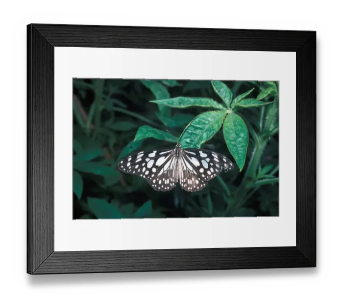 Framed Print : Blue Tiger Butterfly Danaus limniace Framed Print : Blue Tiger Butterfly Danaus limniace