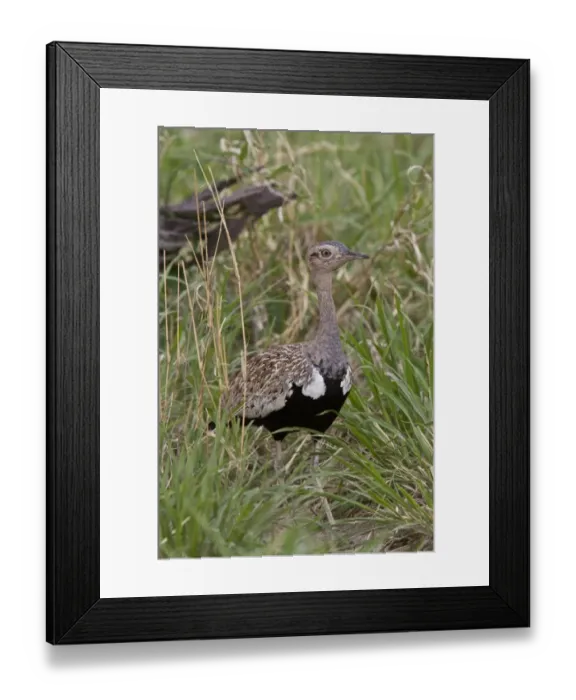 Framed Print : Red Crested Korhaan Framed Print : Red Crested Korhaan