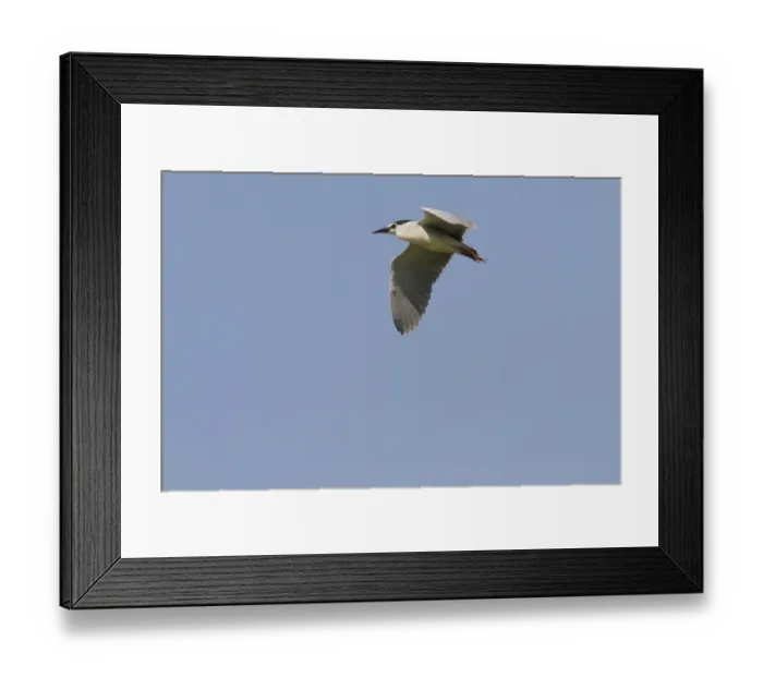 Framed Print : Black crowned night Heron adult in flight - Coto Donana, Spain