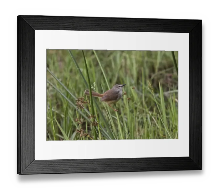 Framed Print : The Tawny-flanked Prinia (Prinia subflava) is a small passerine bird belonging to the genus Prinia in the family Framed Print : The Tawny-flanked Prinia (Prinia subflava) is a small passerine bird belonging to the genus Prinia in the family