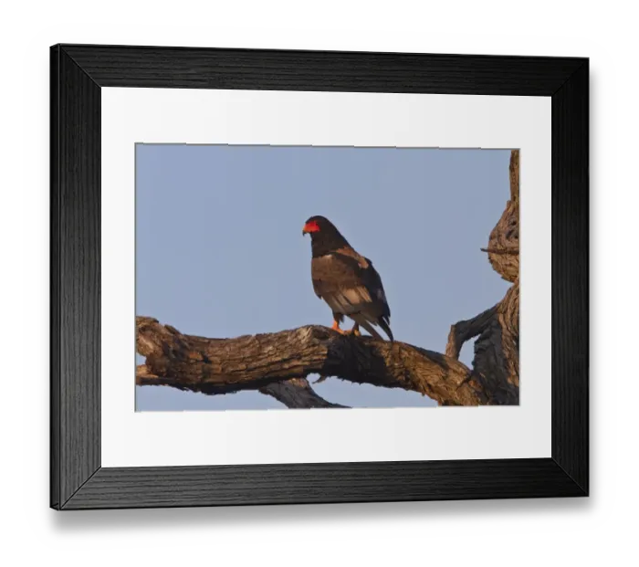 Framed Print : Bateleur Eagle adult - Botswana, Africa Framed Print : Bateleur Eagle adult - Botswana, Africa