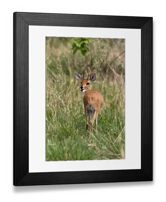 Framed Print : A male Steenbok, only males have horns, a common small antelope over most of southern and eastern Africa Framed Print : A male Steenbok, only males have horns, a common small antelope over most of southern and eastern Africa