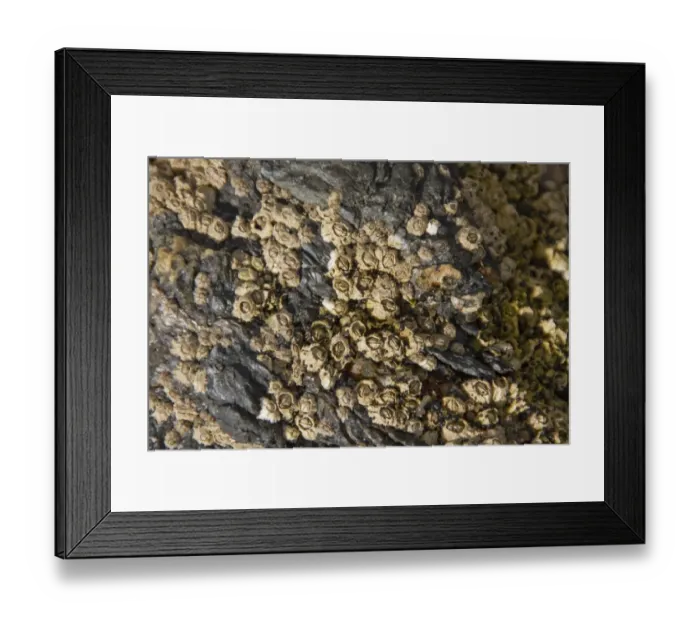 Framed Print : Semibalanus balanoides is a common and widespread boreo-arctic species of acorn barnacle Framed Print : Semibalanus balanoides is a common and widespread boreo-arctic species of acorn barnacle
