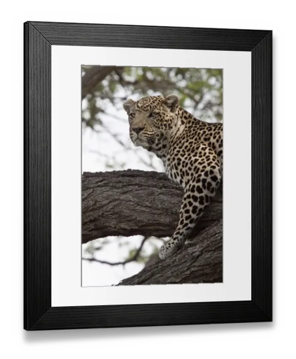 Framed Print : Alert African Leopards looks out from tree branch Framed Print : Alert African Leopards looks out from tree branch
