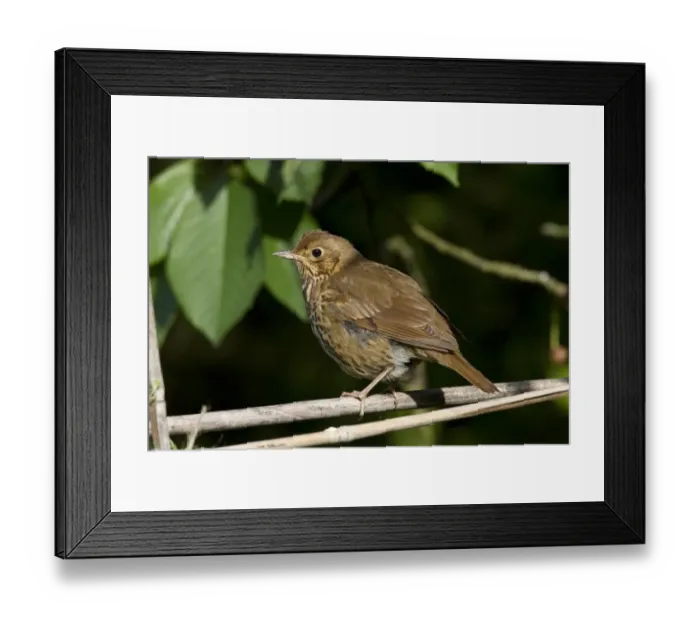 Framed Print : Song Thrush