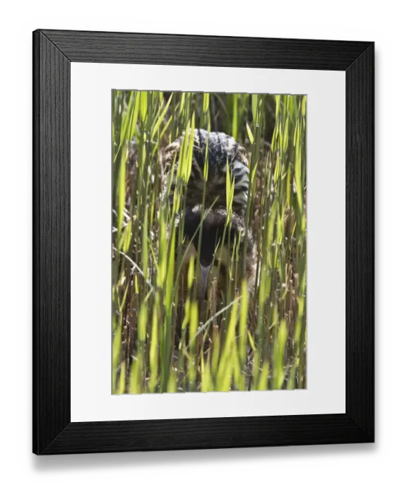 Framed Print : A booming Bittern, the bird lowers its head and rises its rear before producing the boom Framed Print : A booming Bittern, the bird lowers its head and rises its rear before producing the boom