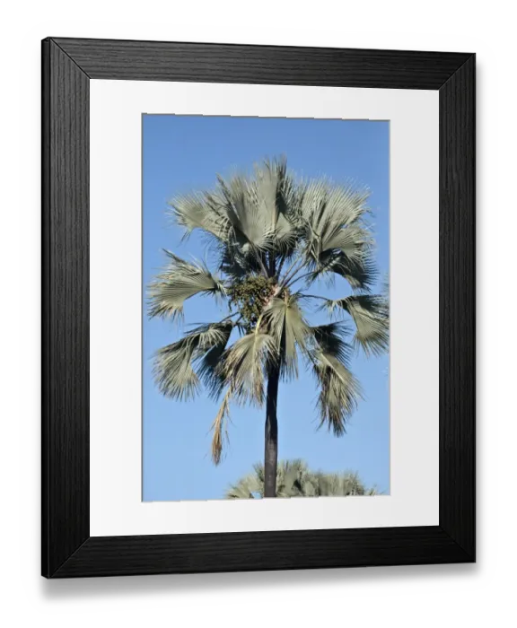 Framed Print : Borassus aethiopum is a species of Borassus palm from Africa. In English it is variously referred to as African fan Framed Print : Borassus aethiopum is a species of Borassus palm from Africa. In English it is variously referred to as African fan