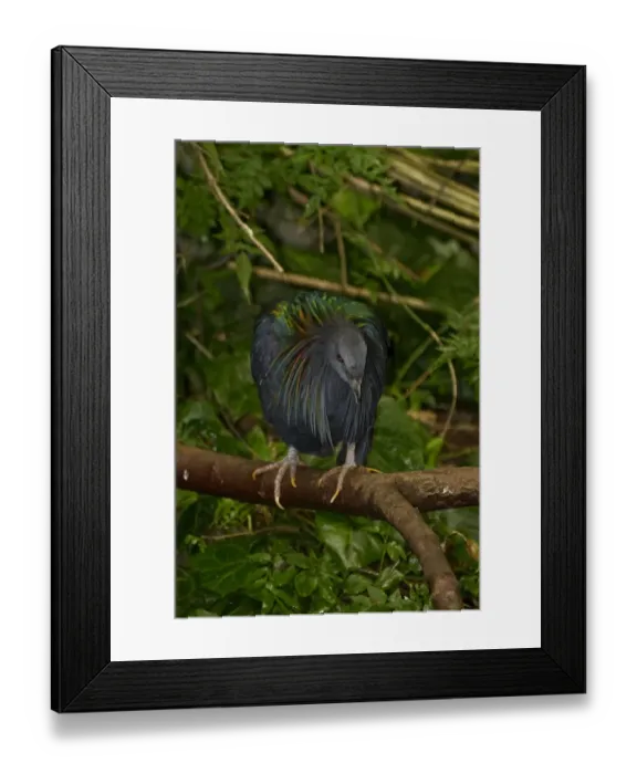 Framed Print : Nicobar Pigeon Framed Print : Nicobar Pigeon