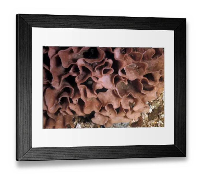 Framed Print : Pentapora foliacea, sea mats Framed Print : Pentapora foliacea, sea mats