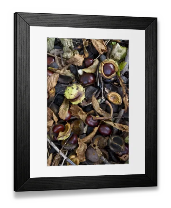 Framed Print : common horse chestnut conkers, the autumn fruiting nut of this common tree Framed Print : common horse chestnut conkers, the autumn fruiting nut of this common tree