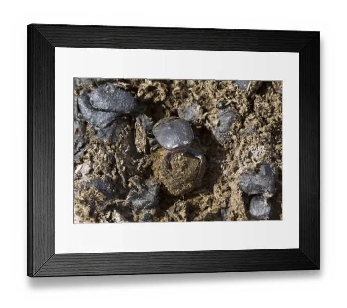 Framed Print : Dung beetle making a dung ball to roll away and bury with an egg inside Framed Print : Dung beetle making a dung ball to roll away and bury with an egg inside