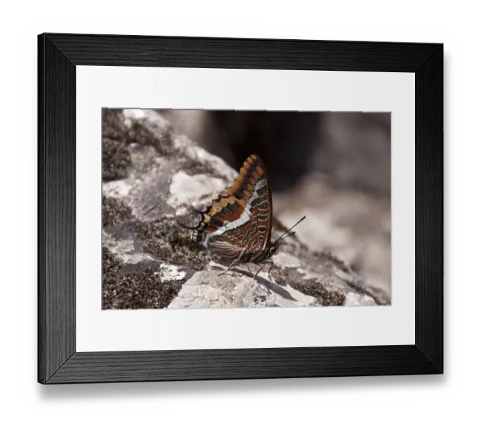 Framed Print : Two tailed pasha Butterfly, claraxes jasius, Extremadura, Spain