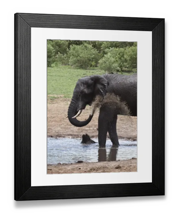 Framed Print : African Elephant drinking at Botswana water hole near Savuti Framed Print : African Elephant drinking at Botswana water hole near Savuti