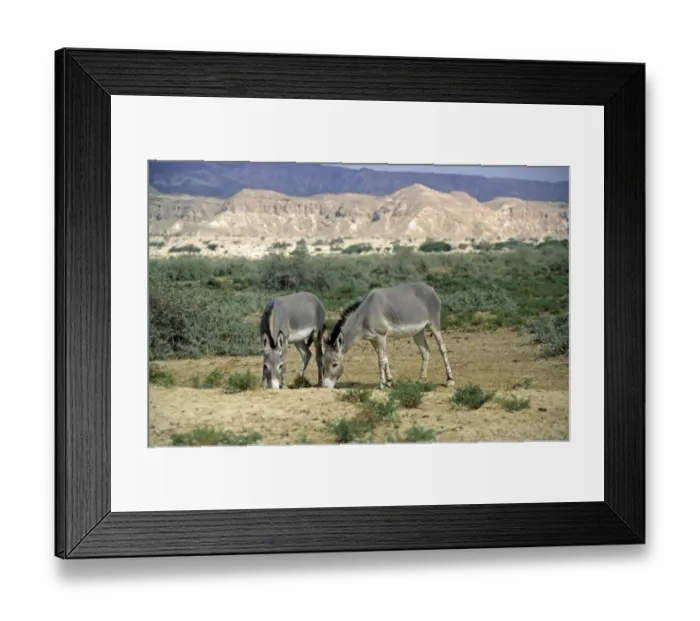 Framed Print : Somali Wild Ass (Equus africanus somalicus) two adults, feeding in desert habitat (captive) Framed Print : Somali Wild Ass (Equus africanus somalicus) two adults, feeding in desert habitat (captive)