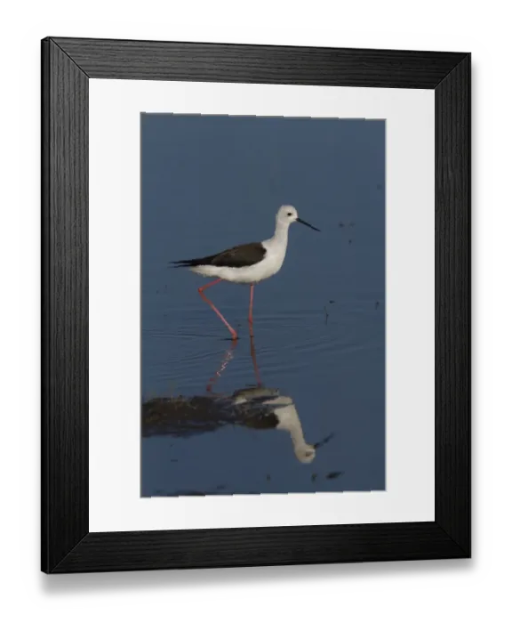 Framed Print : Black winged Stilt - Okavango Delta, Botswana Framed Print : Black winged Stilt - Okavango Delta, Botswana