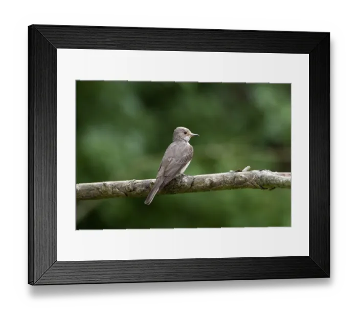 Framed Print : Spotted flycatcher, A summer breeding visitor to Britain Framed Print : Spotted flycatcher, A summer breeding visitor to Britain