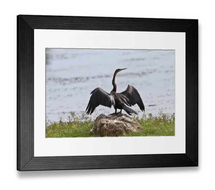Framed Print : African Darter with wings spread - Botswana Framed Print : African Darter with wings spread - Botswana