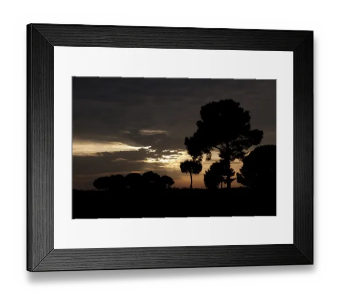 Framed Print : Stone pines at sunset, Coto Donana, Spain Framed Print : Stone pines at sunset, Coto Donana, Spain