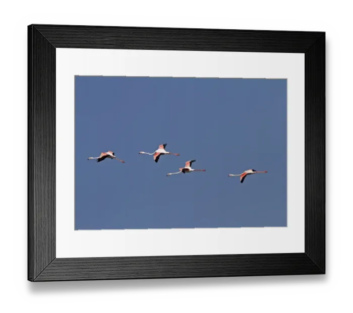 Framed Print : Little Ringed Plover (Charadrius dubius) adult, in flight, Spain, april Framed Print : Little Ringed Plover (Charadrius dubius) adult, in flight, Spain, april