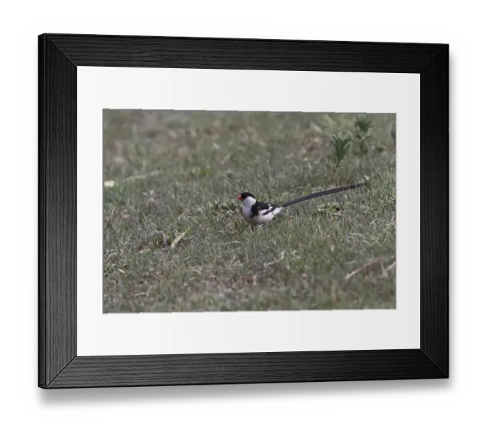 Framed Print : Pin tailed Whydah male Framed Print : Pin tailed Whydah male