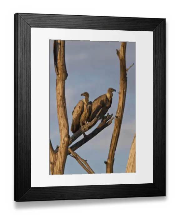 Framed Print : White backed Vultures resting on old dead tree- Botswana Framed Print : White backed Vultures resting on old dead tree- Botswana