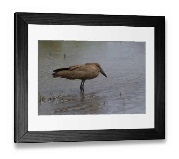 Framed Print : The Hamerkop (Scopus umbretta), also known as Hammerkop, Hammerkopf, Hammerhead, Hammerhead Stork, Umbrette