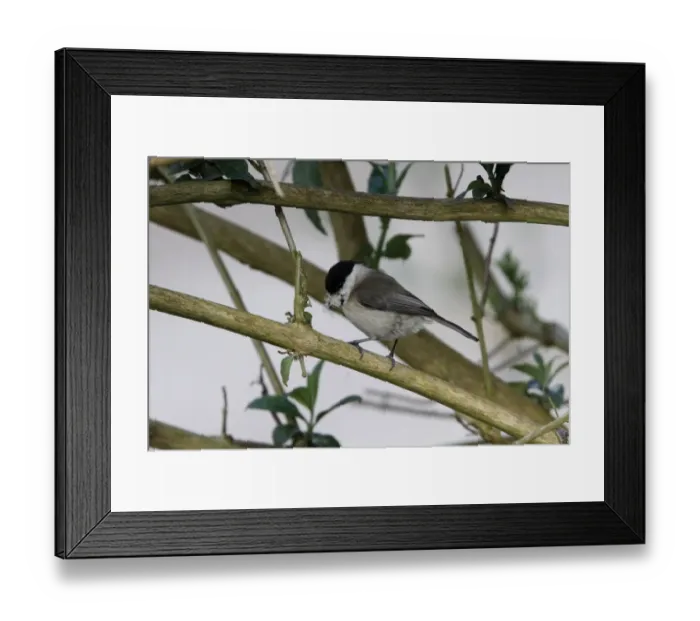 Framed Print : Marsh Tit with nesting material Framed Print : Marsh Tit with nesting material