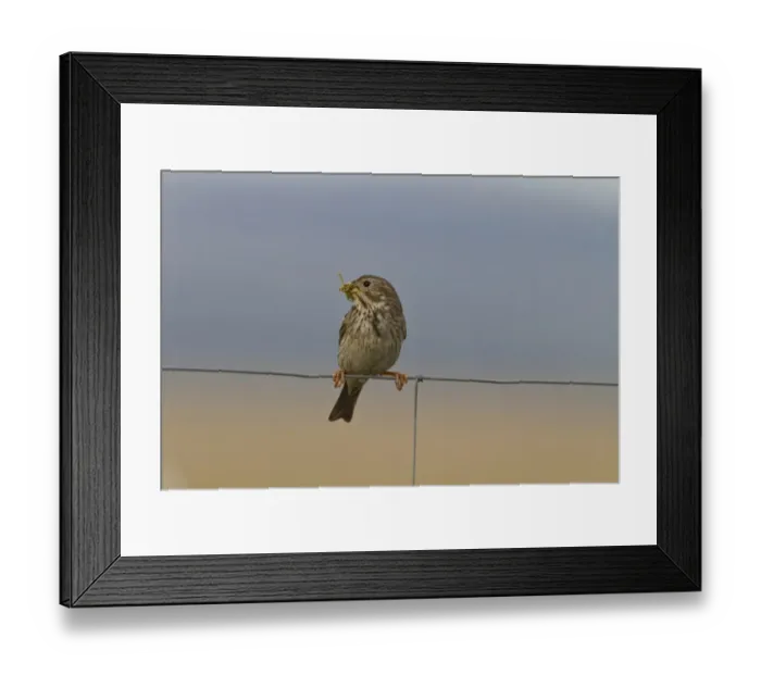 Framed Print : Mistle Thrush (Turdus viscivorus) adult, perched on overhead wire, Suffolk, England, January