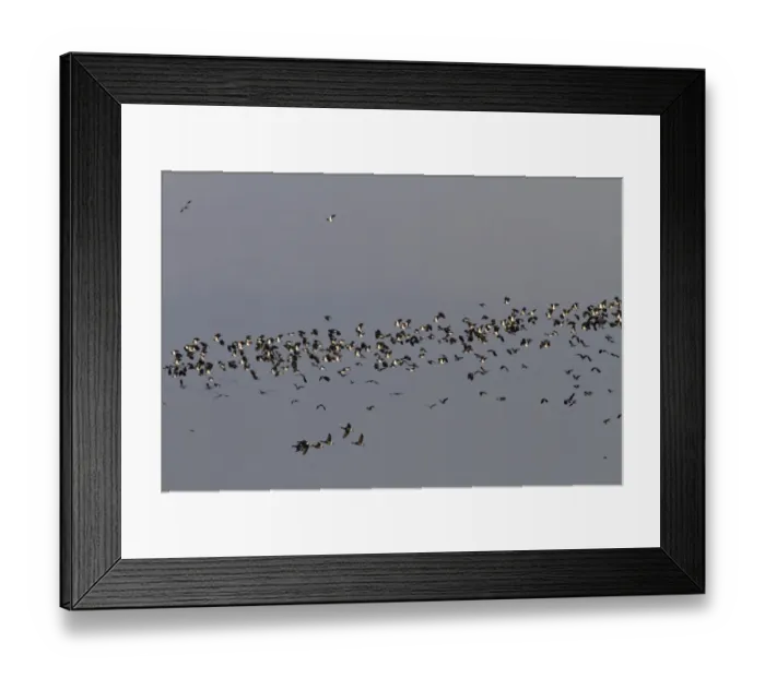Framed Print : Winter flock of Lapwings and a few Brent Geese flying over marsh, Brancaster North Norfolk