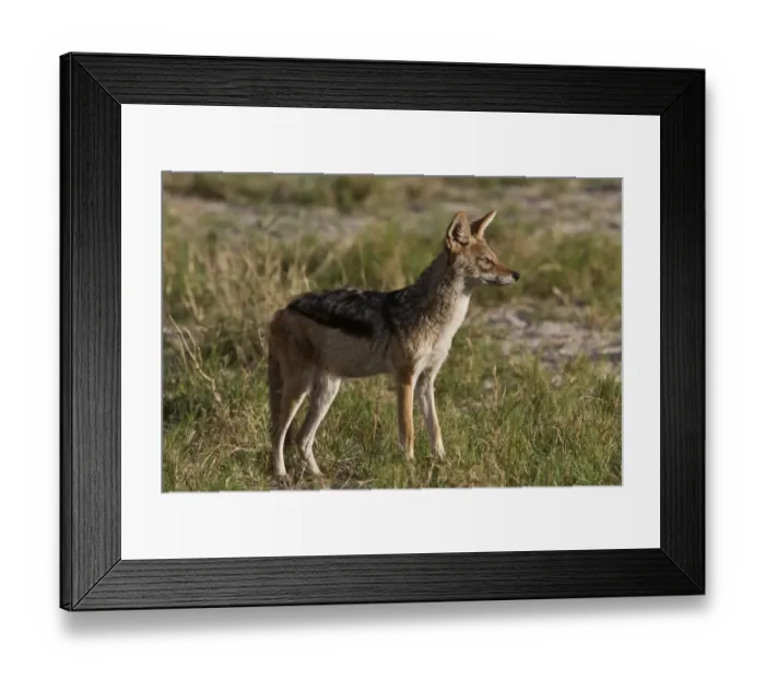 Framed Print : Black Backed Jackal - Botswana Framed Print : Black Backed Jackal - Botswana