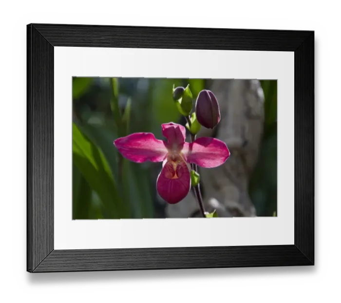 Framed Print : Phragmipedium La Vingtaine, hybrid orchid Framed Print : Phragmipedium La Vingtaine, hybrid orchid
