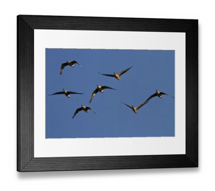 Framed Print : Pink footed Geese, winter flock flying at Brancaster, North Norfolk Framed Print : Pink footed Geese, winter flock flying at Brancaster, North Norfolk
