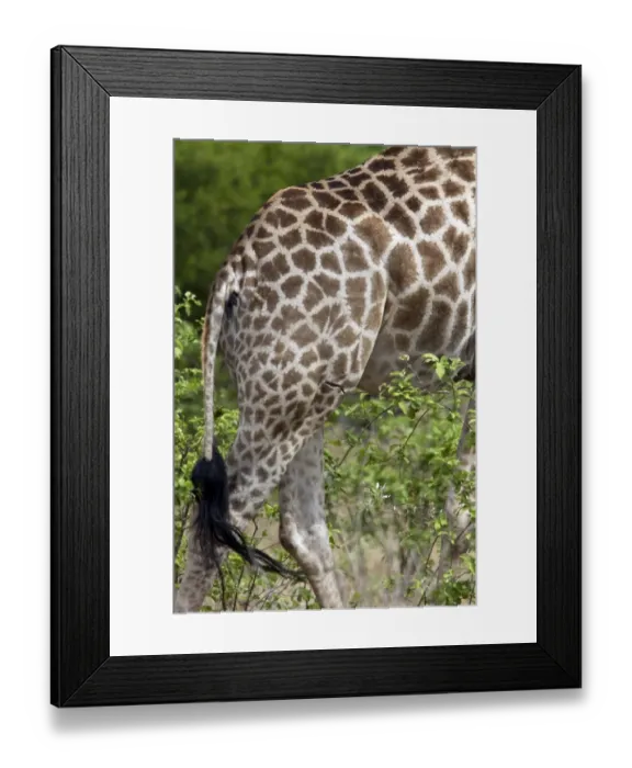 Framed Print : Skin pattern of the African Giraffe, note the scar. - Botswana Framed Print : Skin pattern of the African Giraffe, note the scar. - Botswana