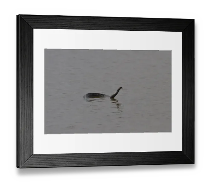Framed Print : This adder was observed at Minsmere swimming from East Hide across the scrape, a distance of about a quarter of a mile