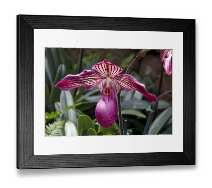 Framed Print : Paphiopedilum Gloria naugle, Orchid Framed Print : Paphiopedilum Gloria naugle, Orchid