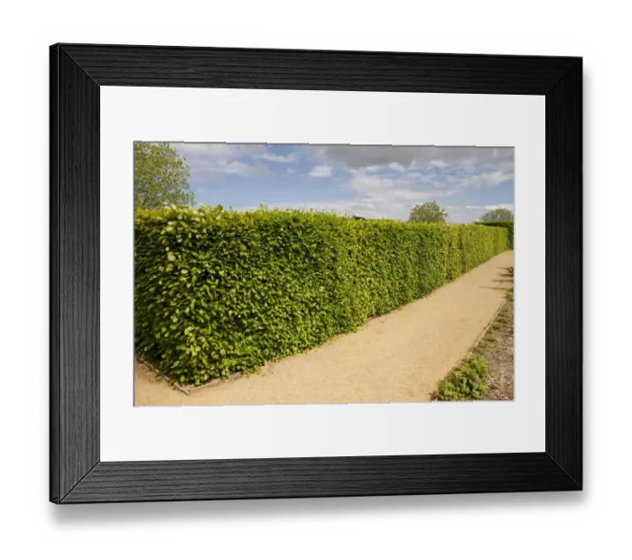 Framed Print : Beech hedge in spring Framed Print : Beech hedge in spring