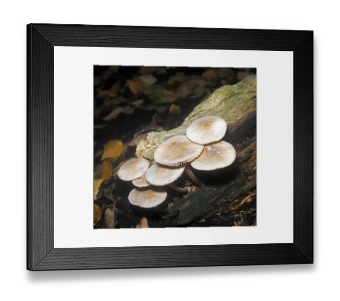 Framed Print : Mycena galericulata is a fungus species known as the Common Bonnet, growing on dead wood from spring to autumn Framed Print : Mycena galericulata is a fungus species known as the Common Bonnet, growing on dead wood from spring to autumn