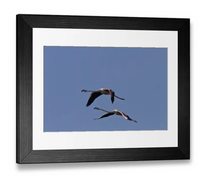 Framed Print : Common Kestrel (Falco tinnunculus) adult female, in flight, hunting cranefly prey, Minsmere RSPB Reserve, Suffolk Framed Print : Common Kestrel (Falco tinnunculus) adult female, in flight, hunting cranefly prey, Minsmere RSPB Reserve, Suffolk