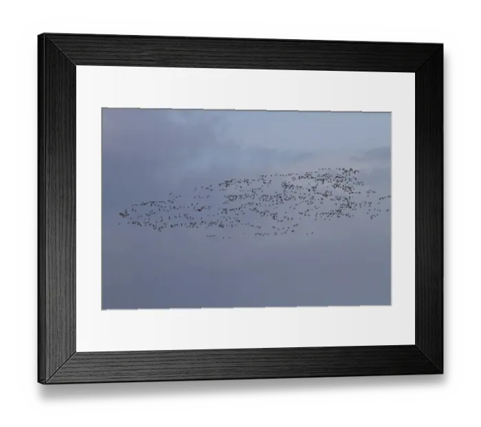 Framed Print : About 750 Brent Geese flying along the sea wall Terrington Marsh, The Wash Framed Print : About 750 Brent Geese flying along the sea wall Terrington Marsh, The Wash