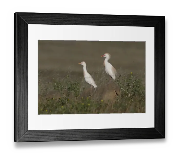 Framed Print : Cattle Egrets in courtship colours / plumage standing on a sheep Framed Print : Cattle Egrets in courtship colours / plumage standing on a sheep