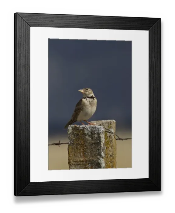 Framed Print : Calandra Lark on fence post, Spain Framed Print : Calandra Lark on fence post, Spain