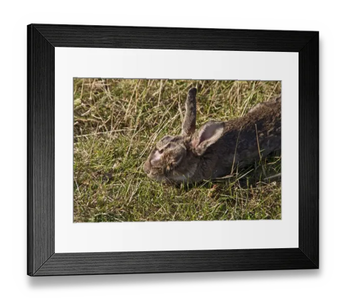 Framed Print : European rabbit (Oryctolagus cuniculus) affected with Myxomatosis it is caused by the Myxoma virus Framed Print : European rabbit (Oryctolagus cuniculus) affected with Myxomatosis it is caused by the Myxoma virus