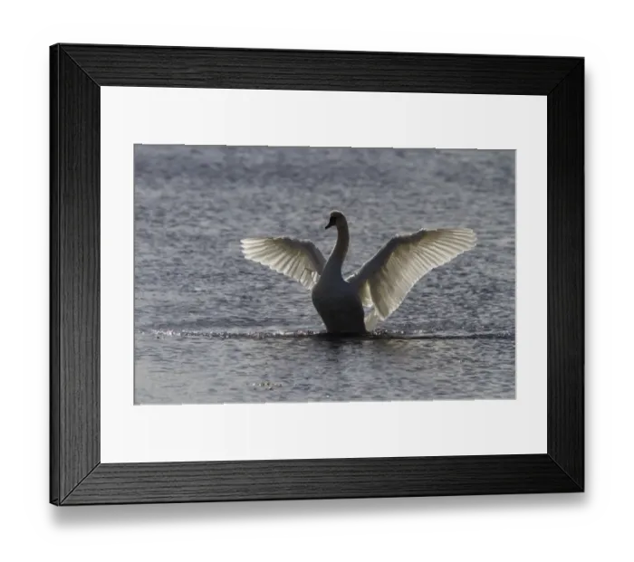 Framed Print : Mute Swan wing flapping Framed Print : Mute Swan wing flapping