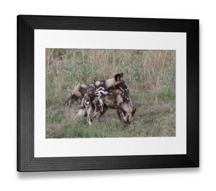 Framed Print : Dominance in Hunting dogs where one will mount another. Lycaon pictus is a large canid found only in Africa