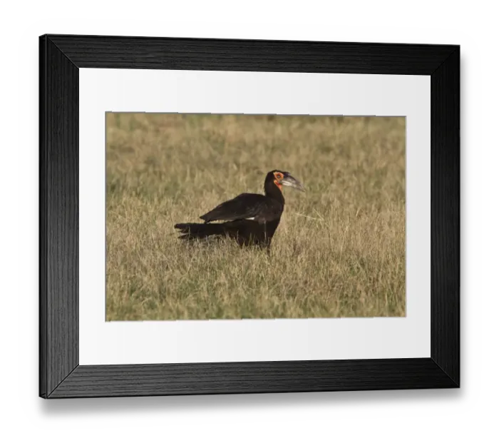 Framed Print : Ground hornbill adult. Near Lebala camp botswana