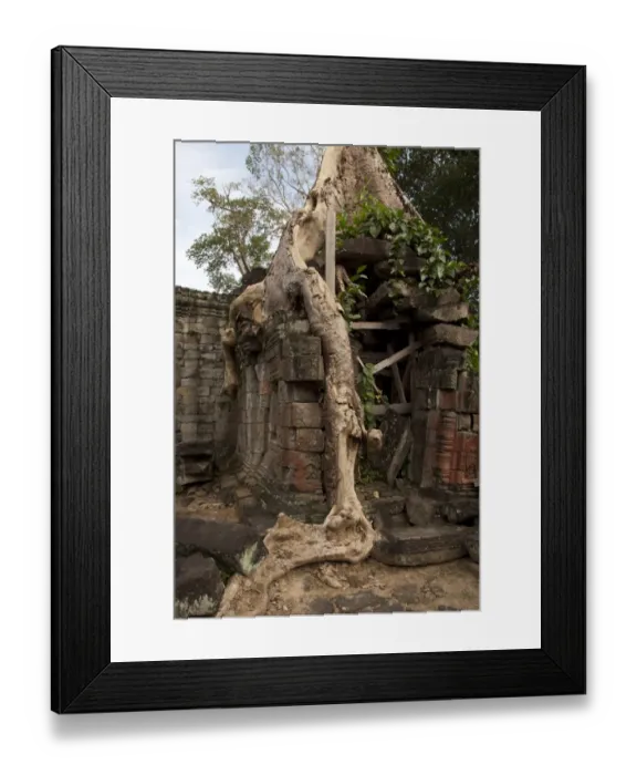 Framed Print : Tree roots growing over walls of Khmer temple ruins, Ta Prohm, Angkor, Siem Riep, Cambodia Framed Print : Tree roots growing over walls of Khmer temple ruins, Ta Prohm, Angkor, Siem Riep, Cambodia